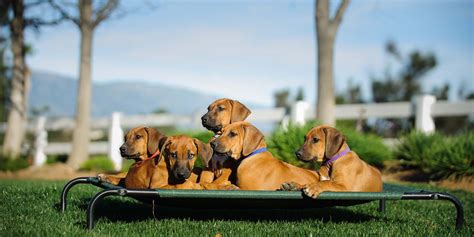 50 Tough Dog Beds Of 2020 Most Heavy Duty Or Dont Go Flat