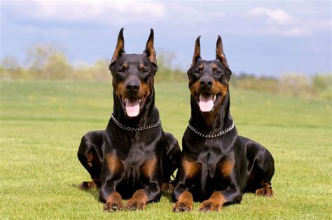 Names For Doberman 101+ Best [Male & Female] - PetShoper