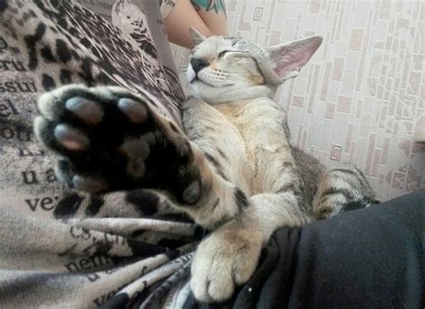 Ориентальная кошка 6 мес | Пикабу