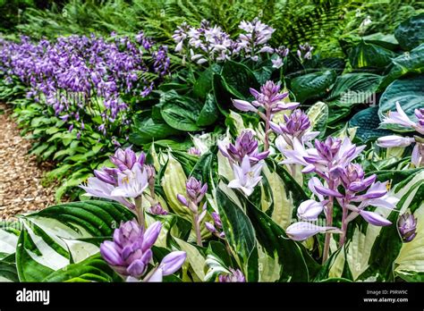 Flowering Hostas Hi Res Stock Photography And Images Alamy