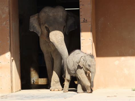 やまこじ On Twitter 一緒に歩くアヌラとうらら親子🐘🐘 東山動植物園 アジアゾウ