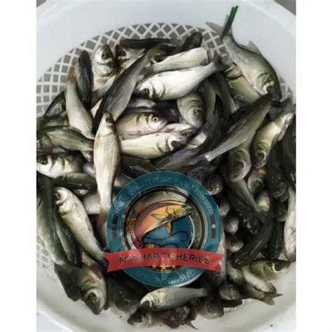 Chital Fish Seeds At Rs Piece Fish Seeds In Pune Id