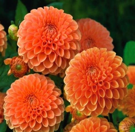 Dahlia 'Sylvia'【2024】