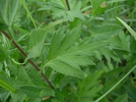 Asteraceae Artemisia Verlotiorum Lamotte Donzell Ajenjo Chinese Mugwort