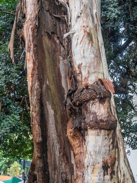 Tronc Divisé D un Grand Arbre Bois éclaté Tronc Puissant Un énorme