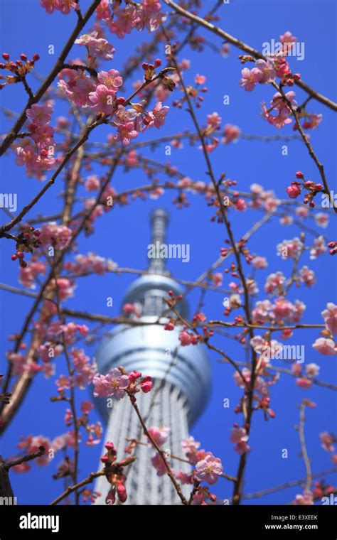 Tobu Skytree Hi Res Stock Photography And Images Alamy