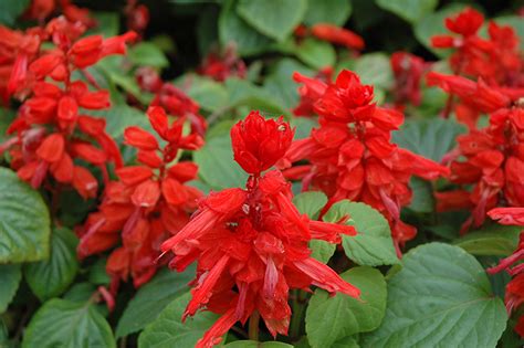 Red Hot Sally Salvia Salvia Splendens Red Hot Sally In Wilmette