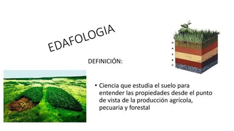 Definición De Edafología Qué Es Significado Y Concepto