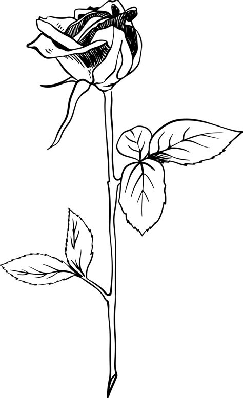 Single Rose Bud Sketch Style Doodle Black Lineart On White Background