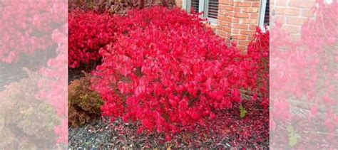 Бересклет крылатый Компактус Euonymus alatus Compa купить в Краснодаре ...