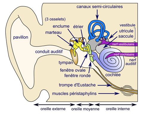 Oreille Divelib