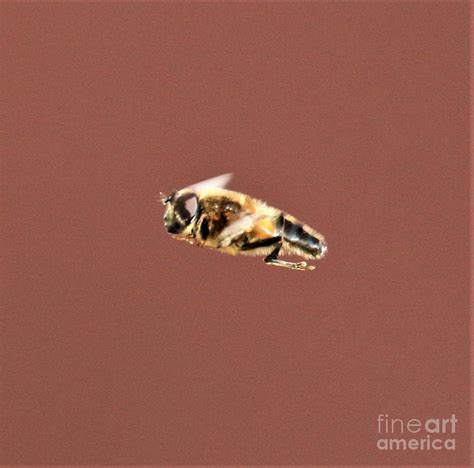 bee profile photograph  fearless fox fine art america