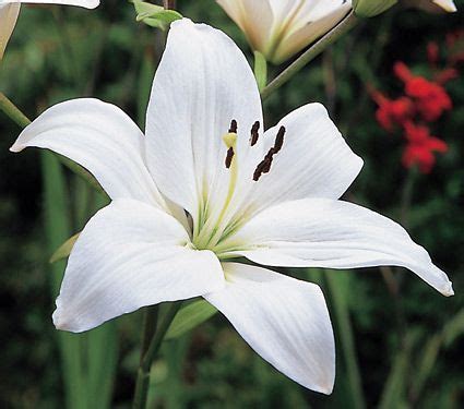 Pastel Shades Asiatic Lily Mix For Naturalizing White Lily Flower