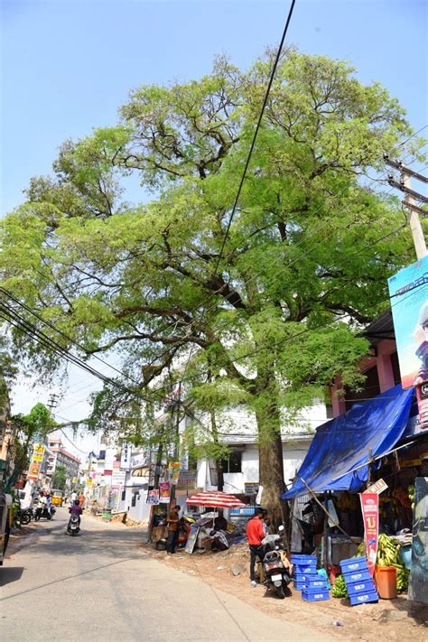 Why A Single Tree That Too A Tamarind Tree Countercurrents