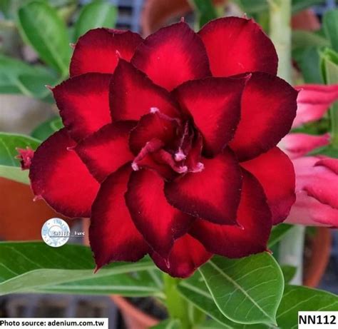 Adenium Obesum Red Double Petal Desert Rose Sabi Star