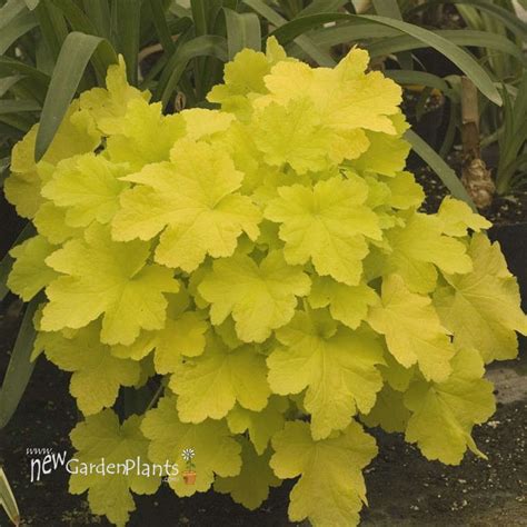 8 Favorites The Best Chartreuse Plants To Brighten A Garden Gardenista