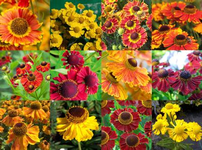 Питомник растений Эко Сад в Краснодаре