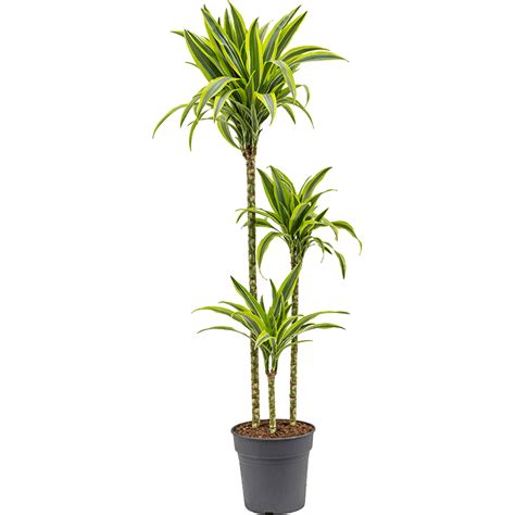 Rent The Dracaena Fragrans Lemon Lime L Leafy Life A Sturdy