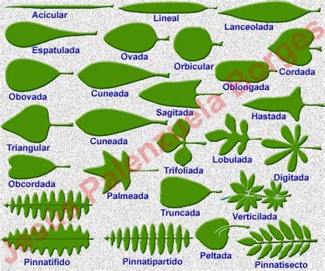 Tipos De Hojas Segun Sus Formas Imagui