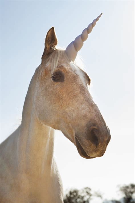 Ten things you never knew about unicorns | Express.co.uk