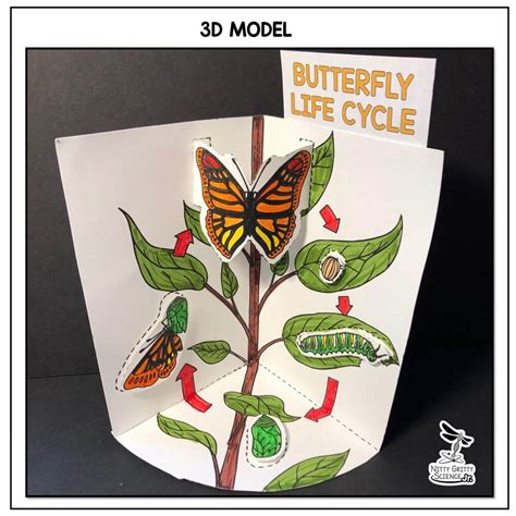 animal model life cycle  kara torres blog