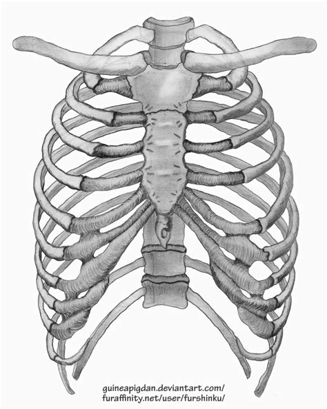 Rib Cage By Guineapigdan On Deviantart