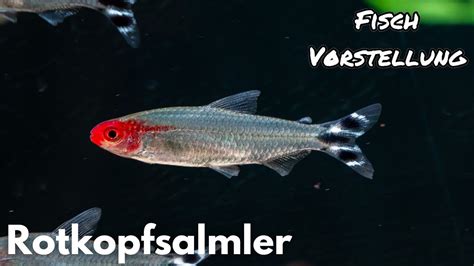 Rotkopfsalmler Hemigrammus Petitella Bleheri Liquid Nature Fisch