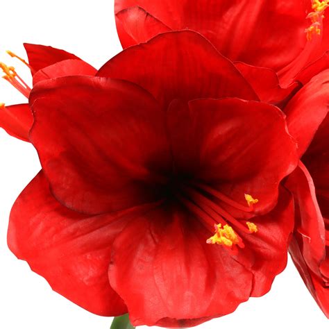 Floristik24ch Amaryllis Rot 75cm 65199