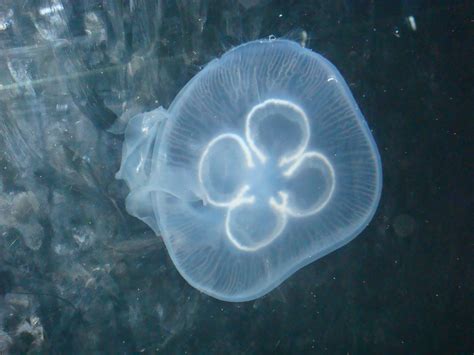 nasa  study  tiny sea creatures affect earths climate worldnewscom