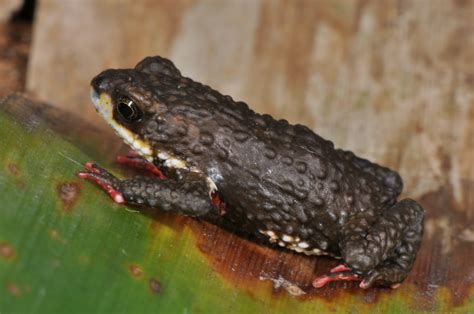 Cientistas Descobrem Tr S Novas Esp Cies De Sapos Mater Natura