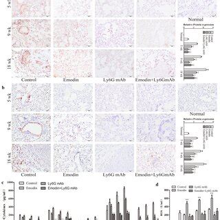 Emodin Prevents Lung Carcinoma Lesions And Carcinogenesis During