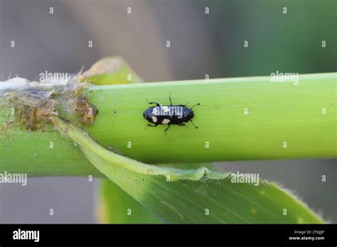 Four Spotted Sap Beetle Latin Name Is Glischrochilus Quadrisignatus