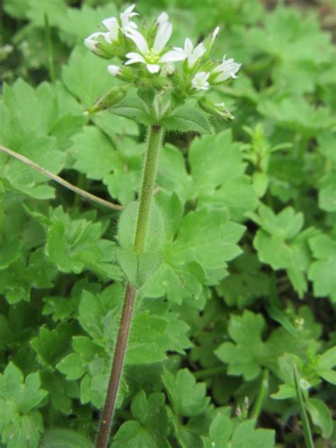 Cerastium Glomeratum Sticky Mouse Ear Chickweed Etc The Belmont