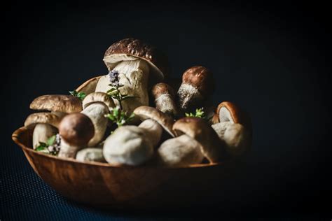 How to Grow Morel Mushrooms - Discover the yard