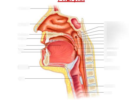 Sagittal Section Of The Mouth Nasal Cavity And Pharynx Diagram