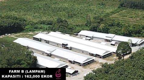 Ladang Ayam Halal Muslim Malaysia