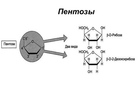 Строение нуклеотида