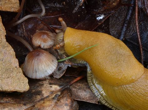 California Banana Slug Ariolimax Californicus Tasting A Flickr