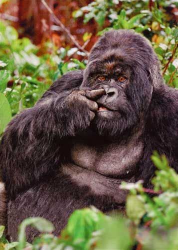 avanti gorilla picking nose birthday card gorilla funny birthday