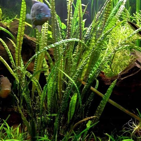 Cryptocoryne TONKINENSIS - Rare – Micro Aquatic Shop
