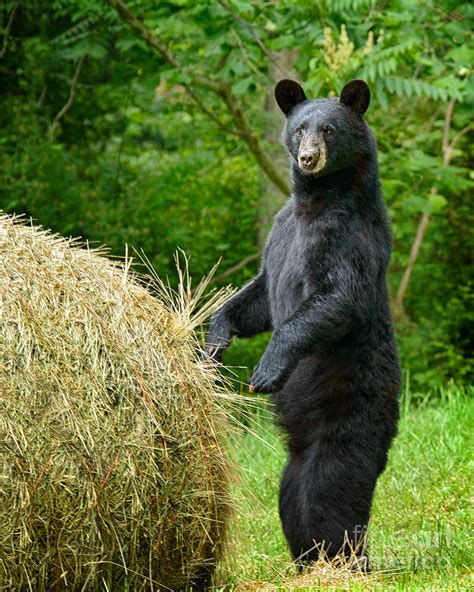 Black Bears Standing Up