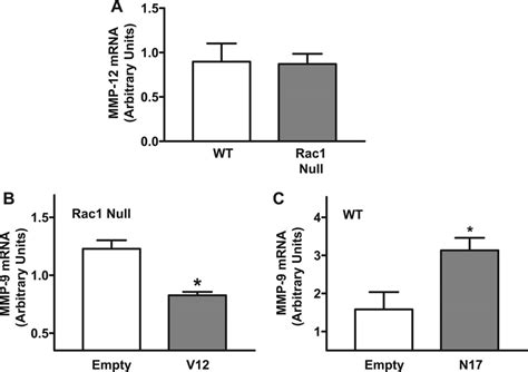 Rac Negatively Regulates Mmp And Not Other Mmps A Wt And Rac Null