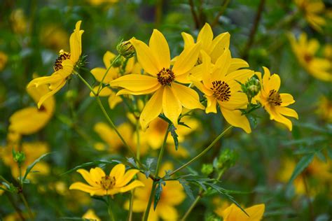 The Warmth Of Tickseed Sunflower Meristem