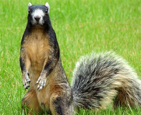 Fox Squirrel Fox Squirrel Squirrel Animals