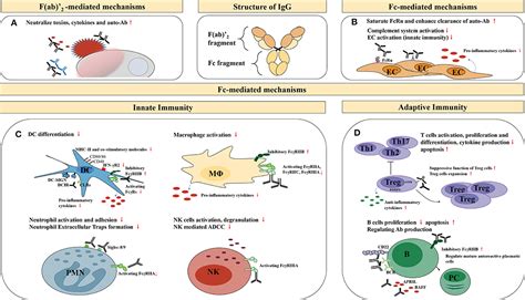 Frontiers High Dose Intravenous Immunoglobulins In The Treatment Of