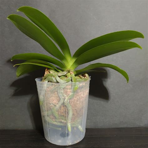 Yahoo!オークション - Phal. I-Hsin Venus (peloric - 2 eyes)ファレノ...