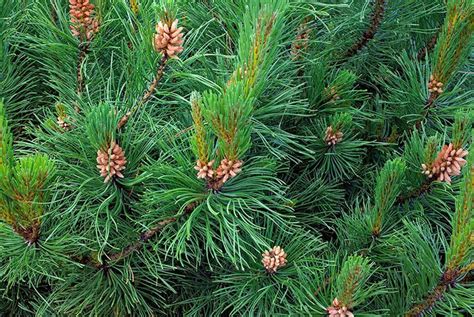 Get To Know Different Types Of Conifers Conifers Garden Shrubs For Landscaping Evergreen