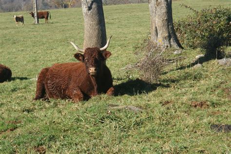 La Race Salers Plus Qu Une Vache Un Symbole L Auvergne Vue