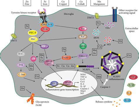 Microglia Activation By Essential Metals In General It Has Been Shown