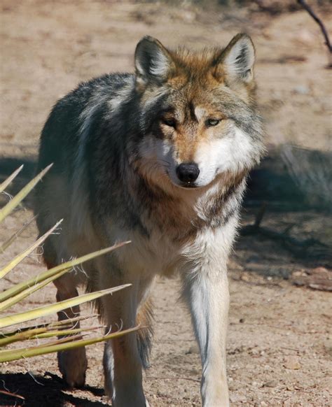 Mexican grey wolf...unfortunately, it is considered an endangered species. | Mexican gray wolf ...